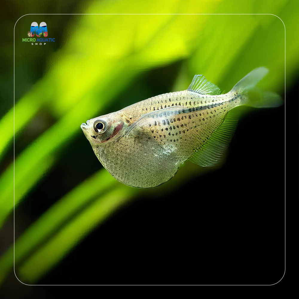 Hatchet Fish - Silver ( Nano Top Swimmer )