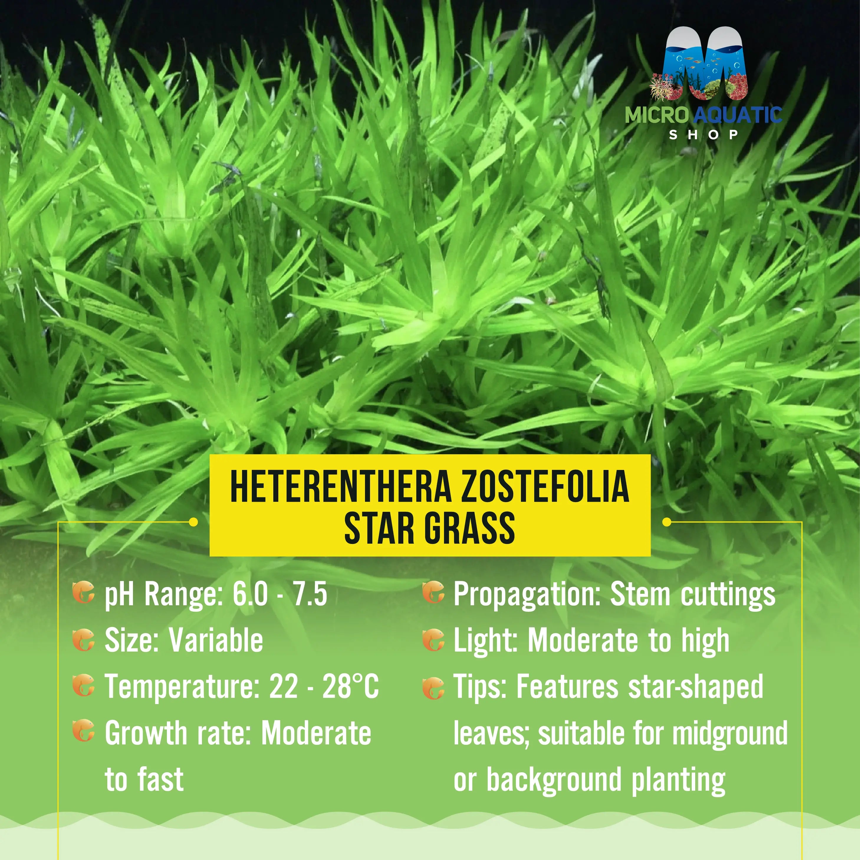 Heterenthera Zostefolia - Star Grass Micro Aquatic Shop