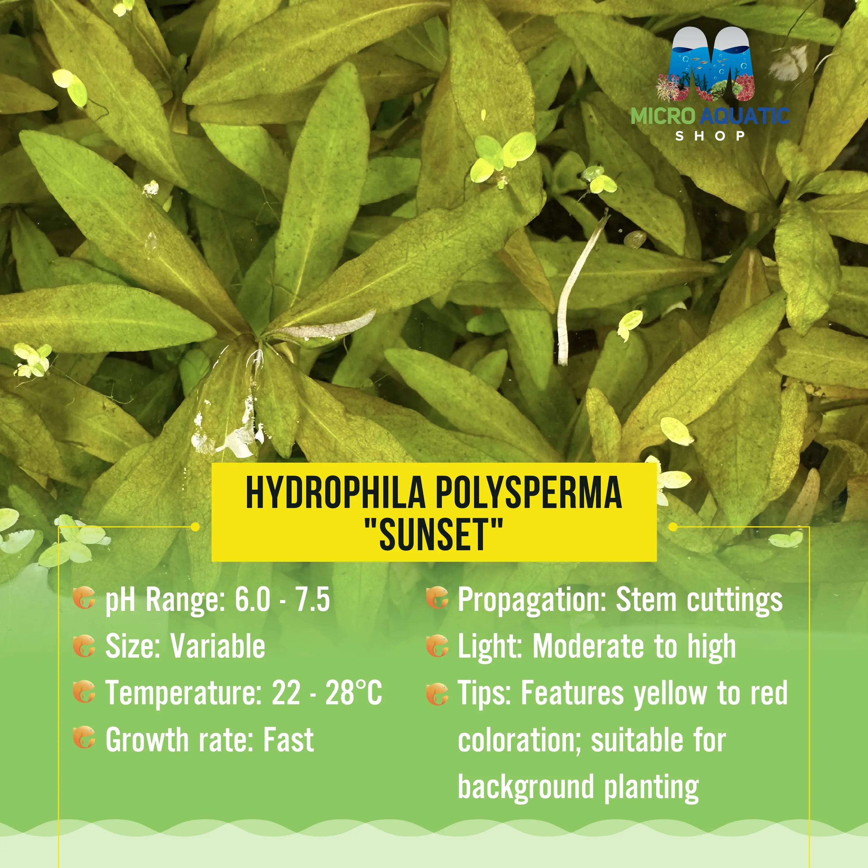 Hydrophila polysperma "Sunset" Micro Aquatic Shop