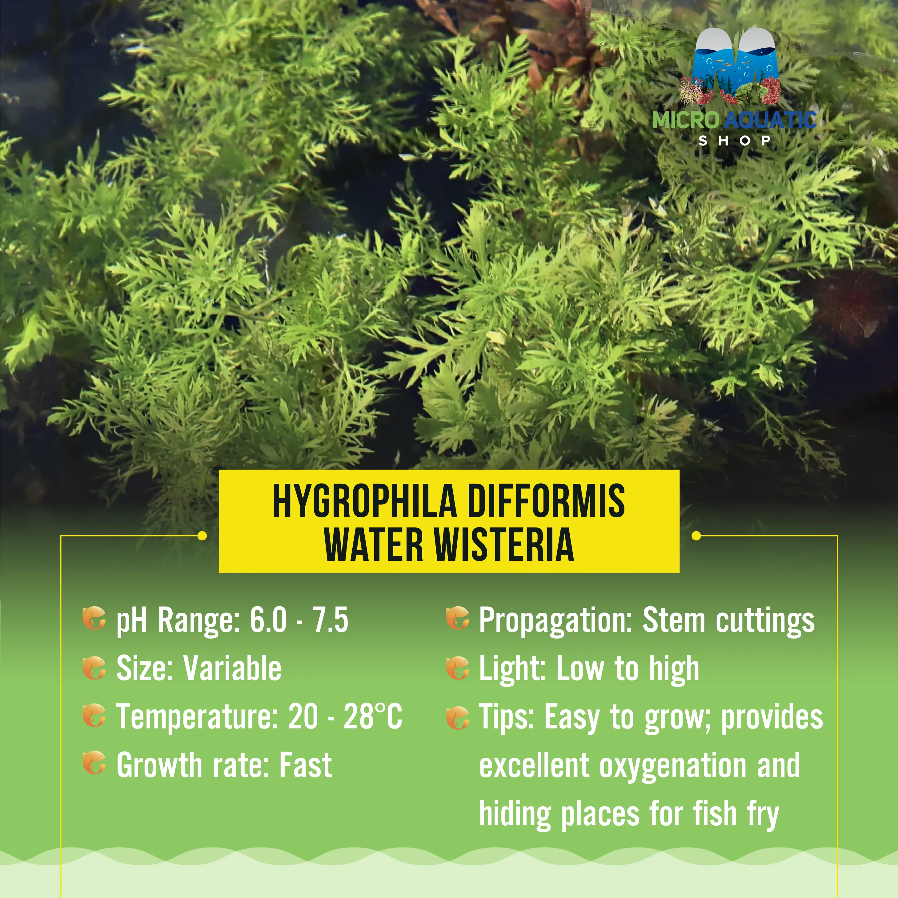 Hygrophila Difformis - Water Wisteria Micro Aquatic Shop