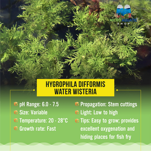 Hygrophila Difformis - Water Wisteria Micro Aquatic Shop