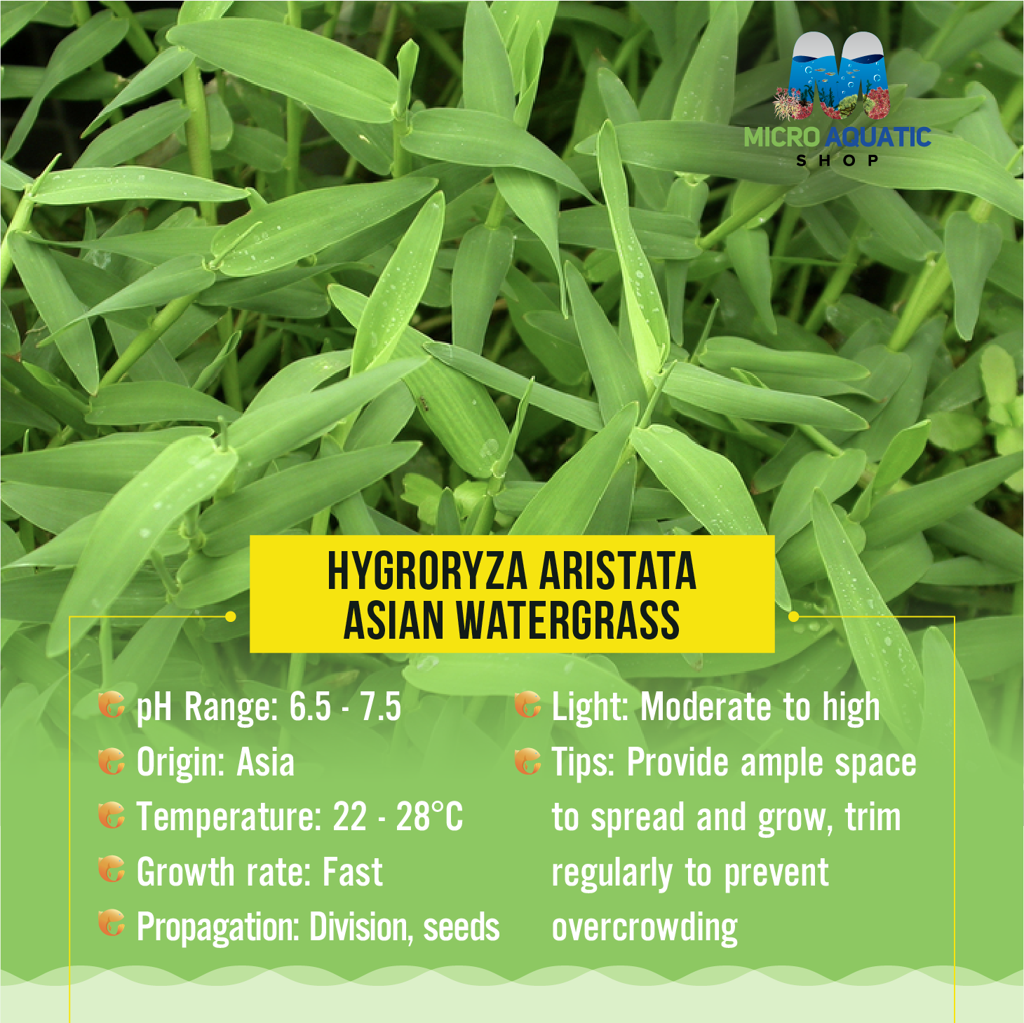 Hygroryza aristata - Floating Water Bamboo Micro Aquatic Shop