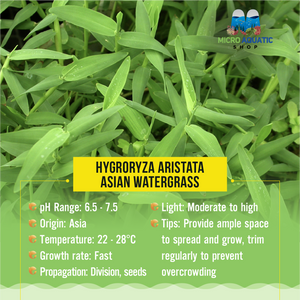 Hygroryza aristata - Floating Water Bamboo Micro Aquatic Shop
