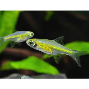 Rare Green Neon Rasbora - Kubotai Micro Aquatic Shop