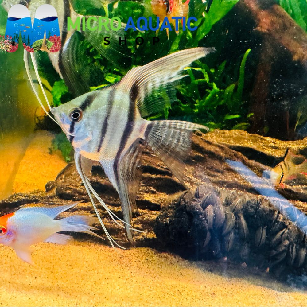 Angel - Manucapuru Veiltail 6cm
