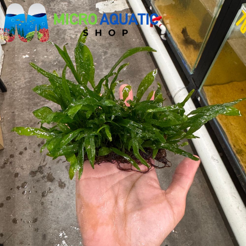 Java Fern - Needle leaves on coconut base