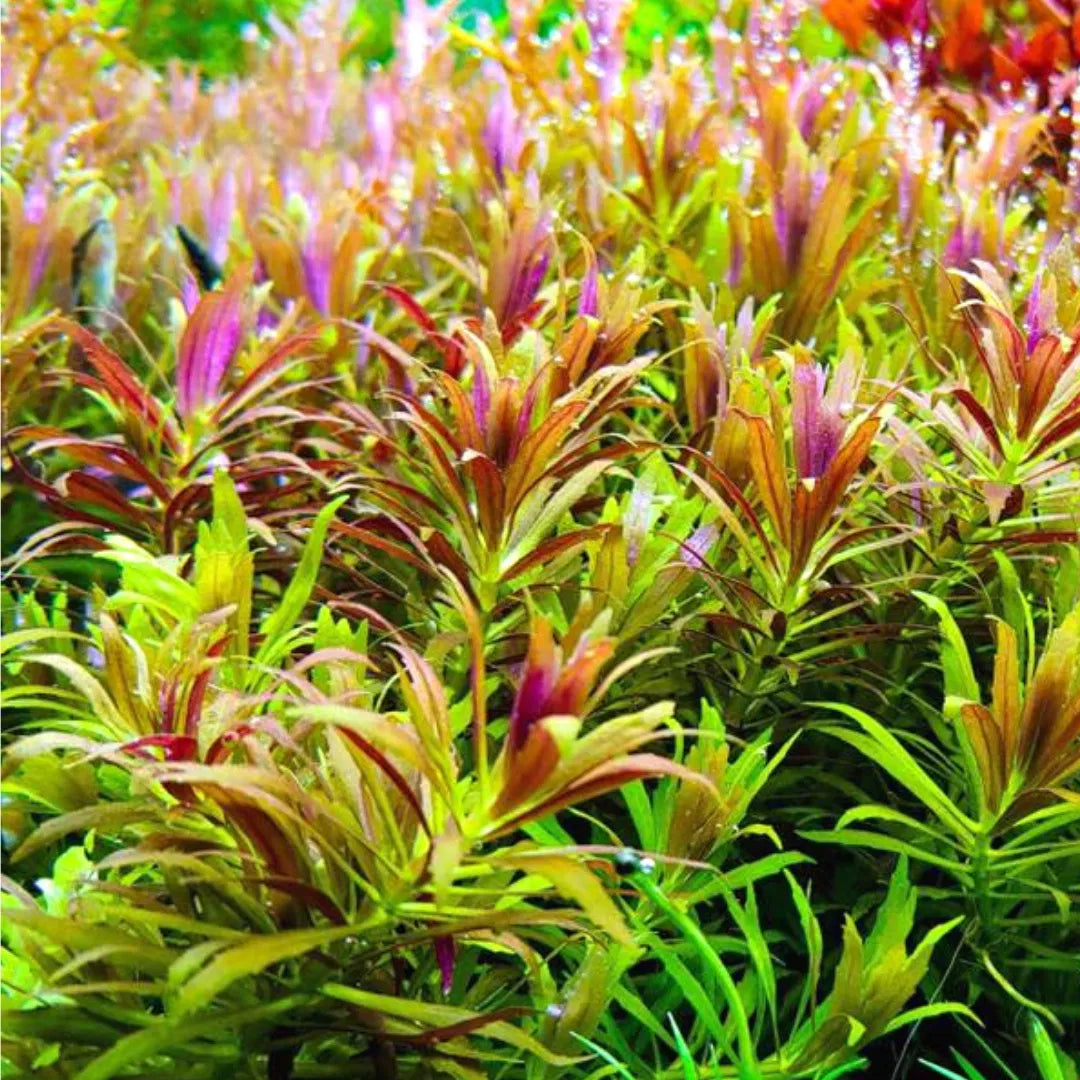 Flash sale Limnophila aromatica 'Mini'