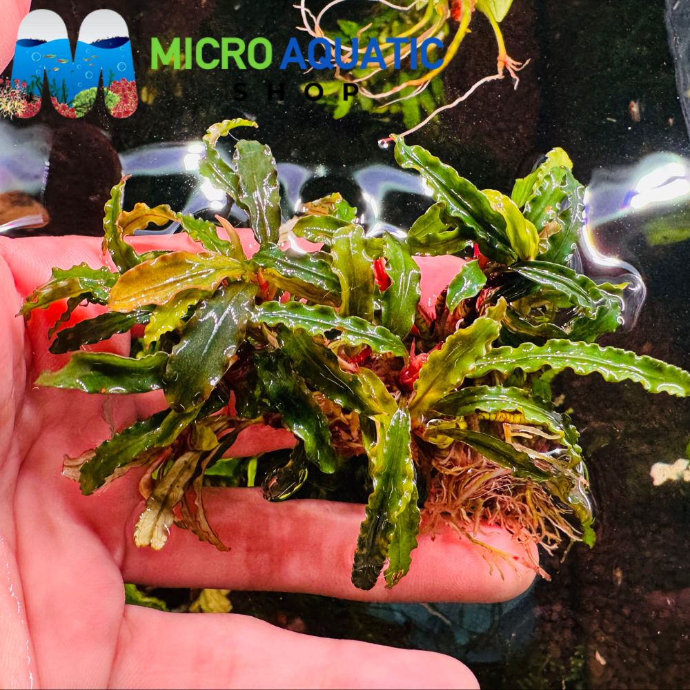 Bucephalandra- Rosemary