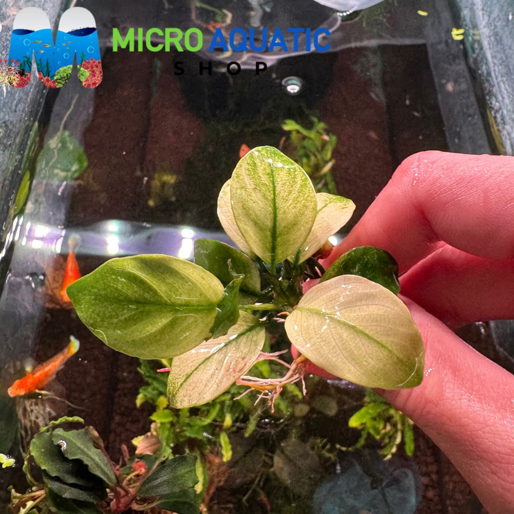 Rare Anubias - Broad White