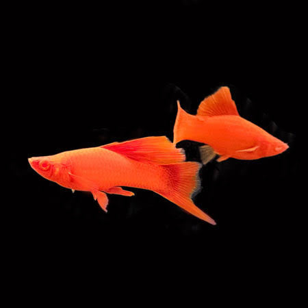 Swordtail - Albino Shark fin Fire Cracker (Xiphophorous hellerii)