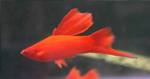 Swordtail - Albino Shark fin Fire Cracker (Xiphophorous hellerii) Micro Aquatic Shop