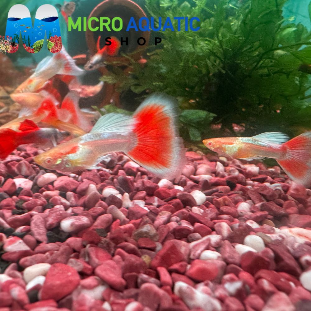 Guppy - Albino Red Topaz Rare
