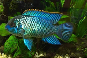 Blue Arca Neon 4cm Micro Aquatic Shop