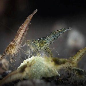BUY 10 GET 5 FREE - BIGGEST CHERRY SHRIMP OFFER Micro Aquatic Shop
