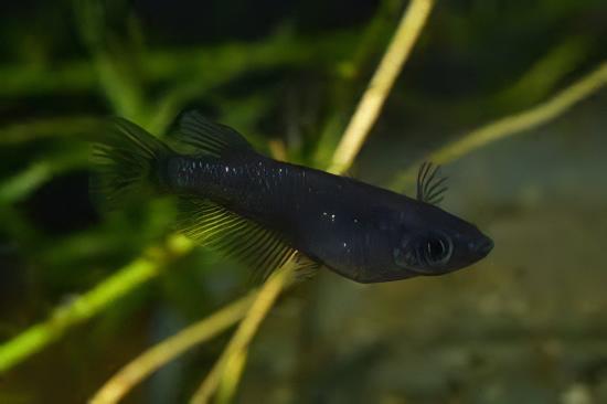 Japanese Rice Fish - Black/Grey