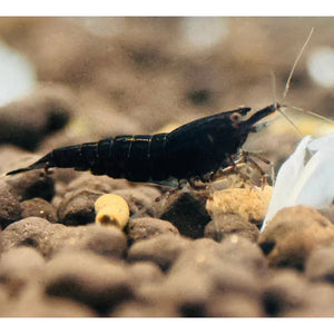 BUY 10 GET 5 FREE - BIGGEST CHERRY SHRIMP OFFER Micro Aquatic Shop