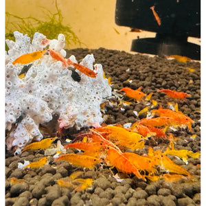 BUY 10 GET 5 FREE - BIGGEST CHERRY SHRIMP OFFER Micro Aquatic Shop