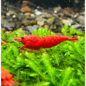 BUY 10 GET 5 FREE - BIGGEST CHERRY SHRIMP OFFER Micro Aquatic Shop