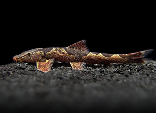 Marble Lizard Fish 4cm
