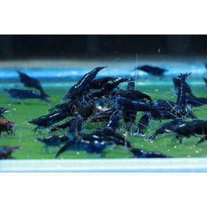 BUY 10 GET 5 FREE - BIGGEST CHERRY SHRIMP OFFER Micro Aquatic Shop