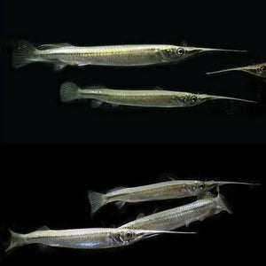 Rare -Half Beak 3cm Micro Aquatic Shop