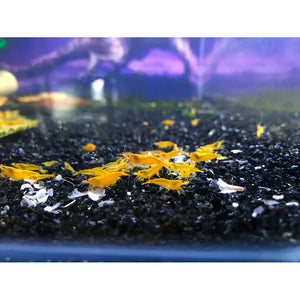 BUY 10 GET 5 FREE - BIGGEST CHERRY SHRIMP OFFER Micro Aquatic Shop