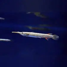 Rare -Half Beak 3cm Micro Aquatic Shop