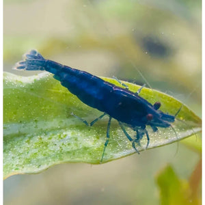 BUY 10 GET 5 FREE - BIGGEST CHERRY SHRIMP OFFER Micro Aquatic Shop