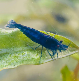 BUY 10 GET 5 FREE - BIGGEST CHERRY SHRIMP OFFER Micro Aquatic Shop