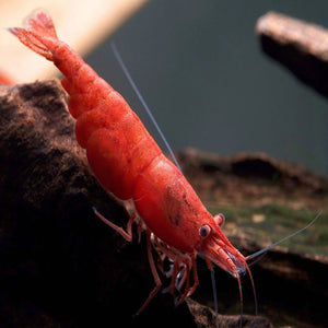 BUY 10 GET 5 FREE - BIGGEST CHERRY SHRIMP OFFER Micro Aquatic Shop