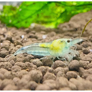 BUY 10 GET 5 FREE - BIGGEST CHERRY SHRIMP OFFER Micro Aquatic Shop