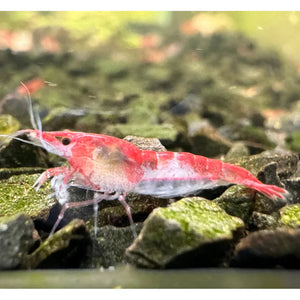 BUY 10 GET 5 FREE - BIGGEST CHERRY SHRIMP OFFER Micro Aquatic Shop