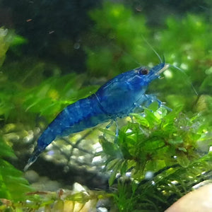 BUY 10 GET 5 FREE - BIGGEST CHERRY SHRIMP OFFER Micro Aquatic Shop