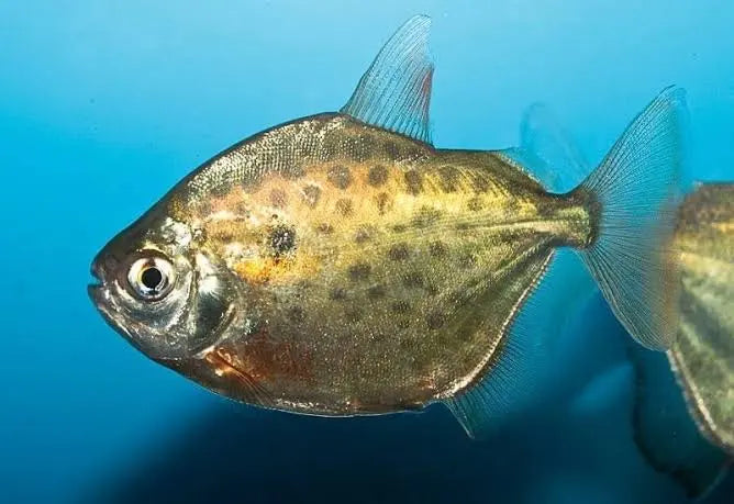 Native - Spotted Silver Dollar 7cm Show Micro Aquatic Shop