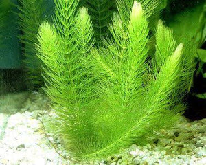 Foxtail - Hornwort Micro Aquatic Shop