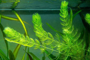 Foxtail - Hornwort Micro Aquatic Shop