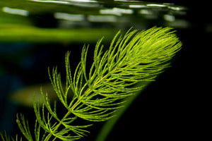 Foxtail - Hornwort Micro Aquatic Shop