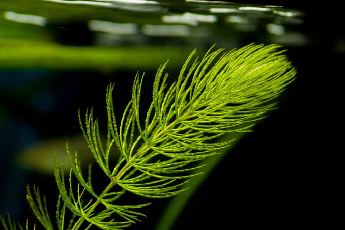 Foxtail - Hornwort Micro Aquatic Shop