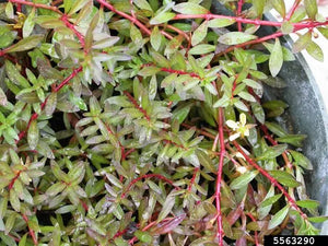 Ludwigia Arcuata Micro Aquatic Shop