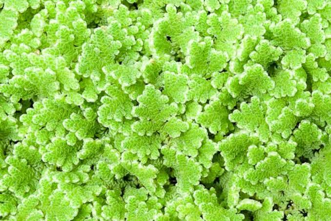 Flash Sale Floating Plant Azolla - Mosquito Fern
