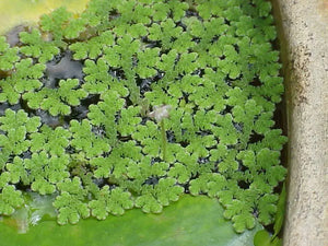 Flash Sale Floating Plant Azolla - Mosquito Fern Micro Aquatic Shop