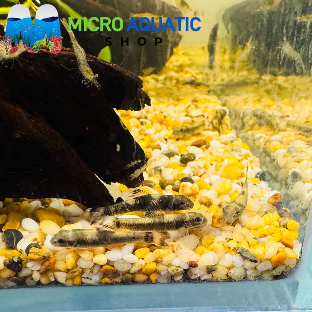 Rare Fish -Panda Garra 3cm