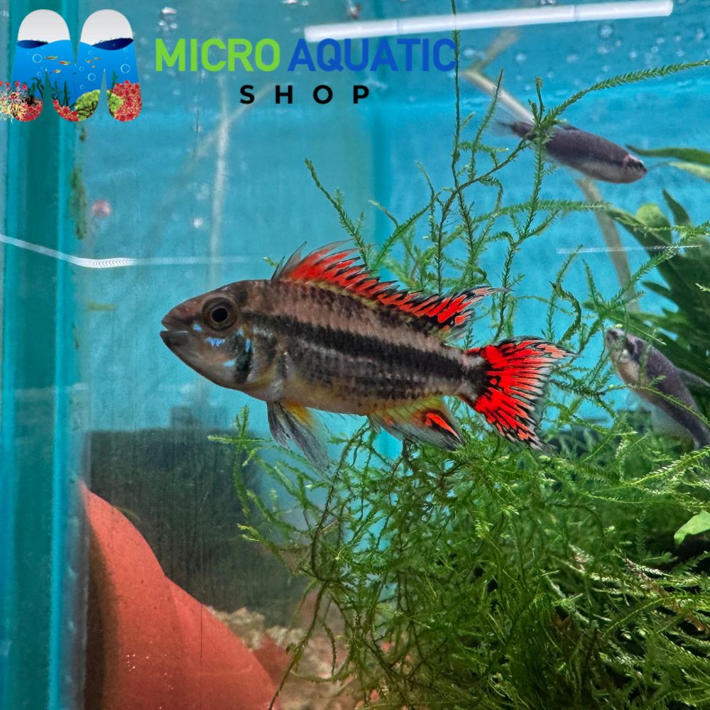 Dwarf Cichlid - Apistogramma Cacatuoides Super Red (Pair)