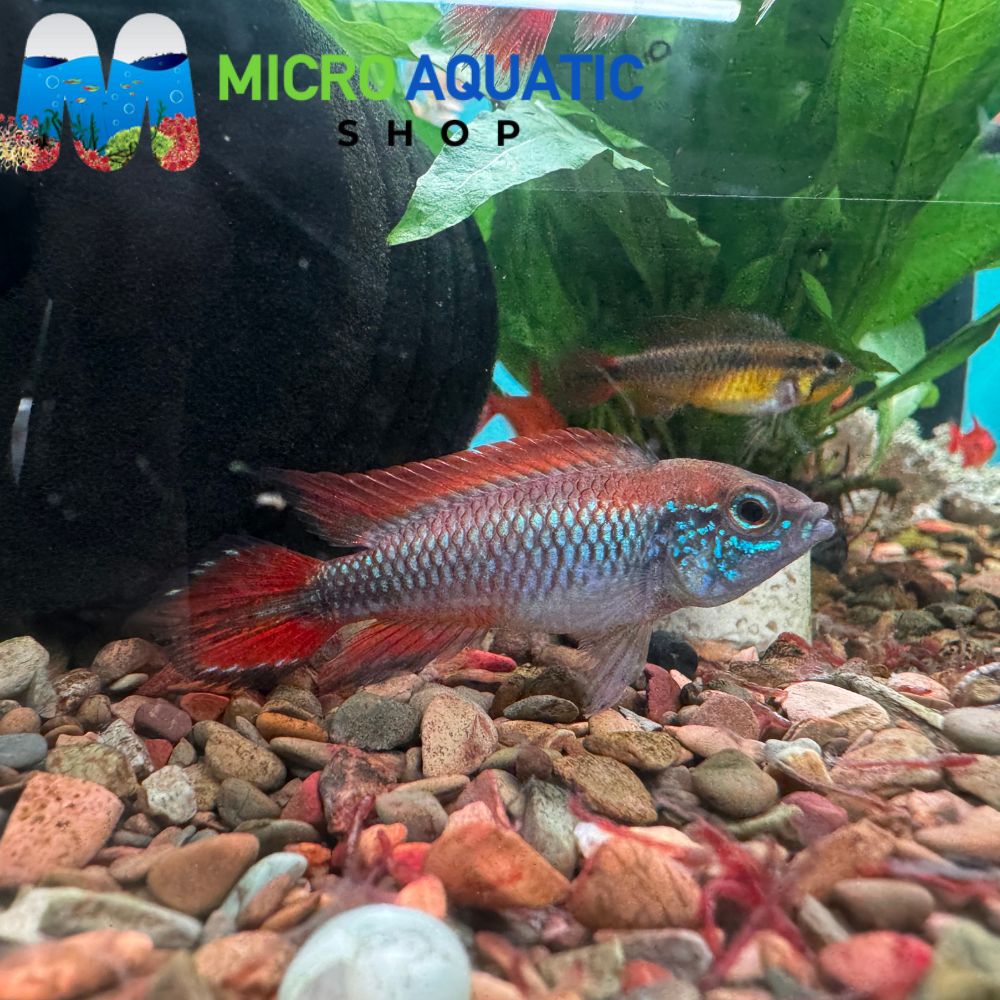 Dwarf Cichlid - Apistogramma Agassizi Alenquer Double Red