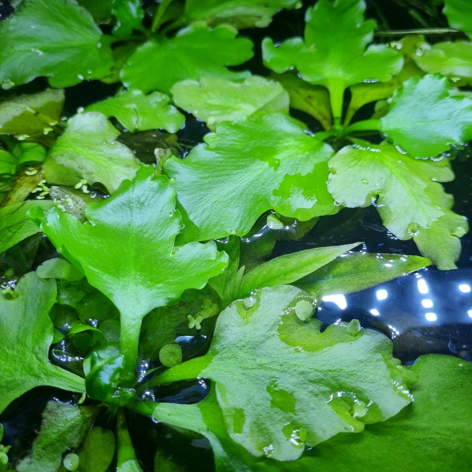 Antler fern - Ceratopteris pteridoides -Floating Plant Micro Aquatic Shop