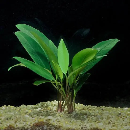 Anubias - Afzelli - Hardy Plant Micro Aquatic Shop