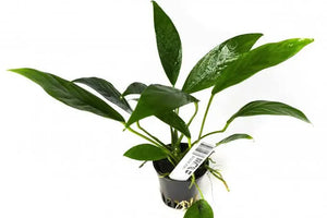 Anubias - Afzelli - Hardy Plant Micro Aquatic Shop