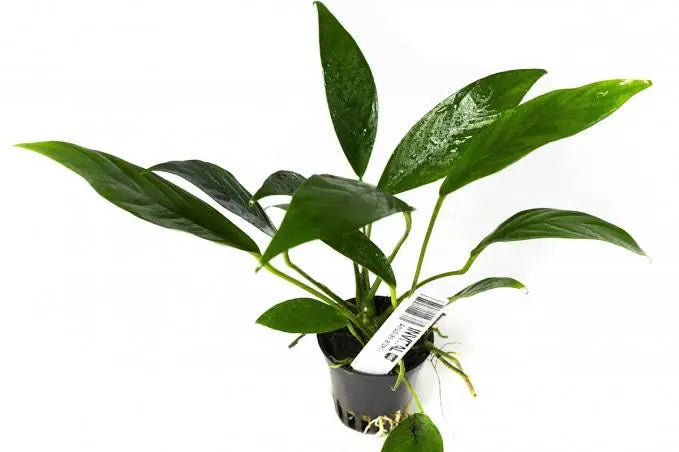 Anubias - Afzelli - Hardy Plant Micro Aquatic Shop