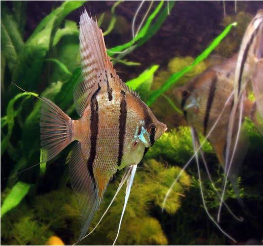 Angel Fish - Peru Altum Angel 5cm