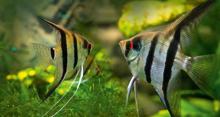 Angel Fish - Peru Altum Angel 5cm